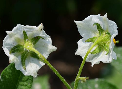 Solanum_tuberosum_calyces.jpg