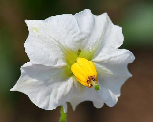 Solanum_tuberosum_corolla.jpg