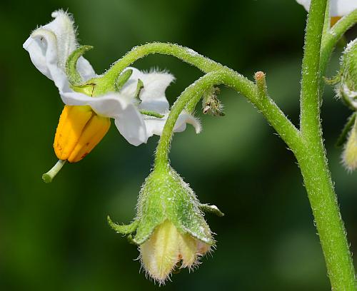 Solanum_tuberosum_flower.jpg
