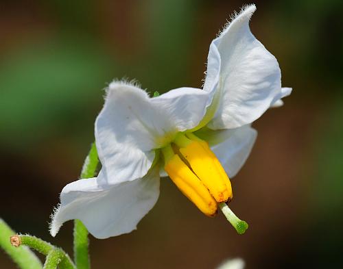 Solanum_tuberosum_functional.jpg