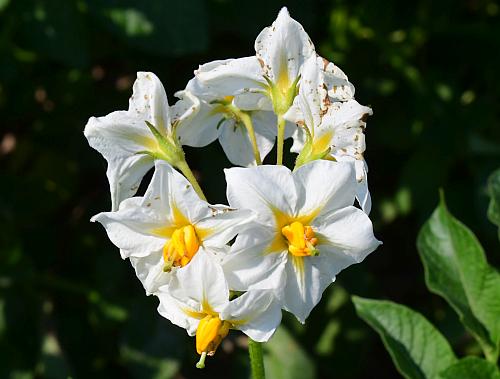 Solanum_tuberosum_inflorescence1.jpg