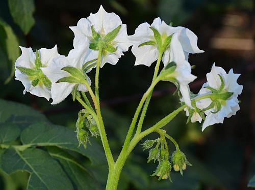 Solanum_tuberosum_inflorescence2.jpg