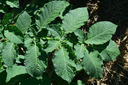 Solanum_tuberosum_leaf1.jpg