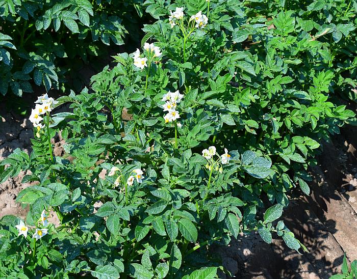 Solanum_tuberosum_plant.jpg