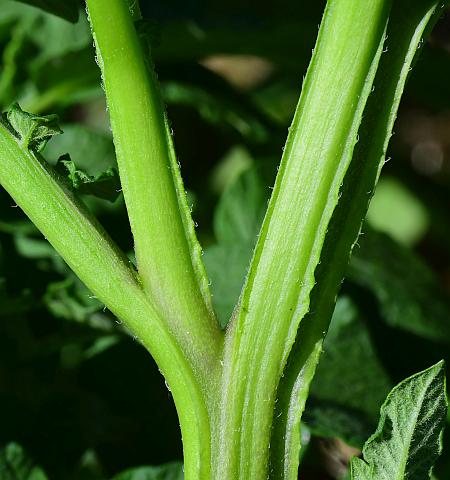 Solanum_tuberosum_stem.jpg