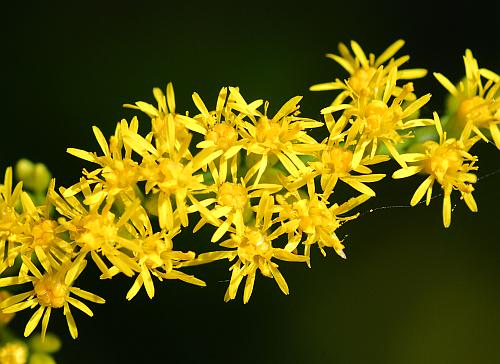 Solidago_altissima_florets.jpg