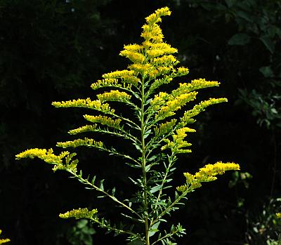 Solidago_altissima_inflorescence.jpg