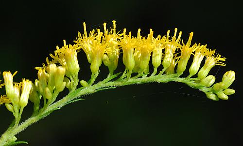 Solidago_altissima_involucres.jpg