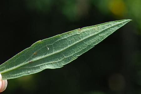 Solidago_altissima_leaf2.jpg