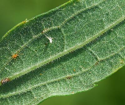 Solidago_altissima_leaf2a.jpg