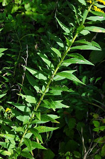 Solidago_altissima_leaves.jpg