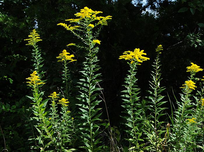 Solidago_altissima_plant.jpg