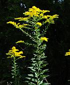 Solidago altissima thumbnail