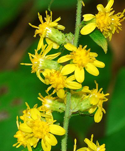 Solidago_buckleyi_heads.jpg