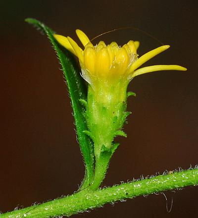 Solidago_buckleyi_involucre.jpg