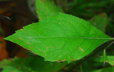 Solidago_buckleyi_leaf.jpg