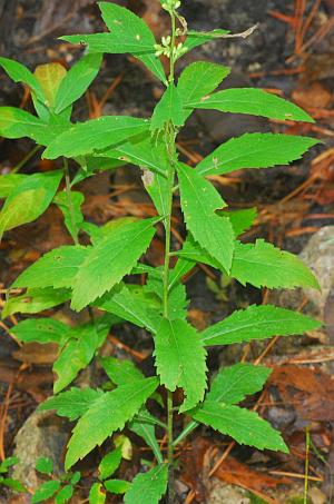 Solidago_buckleyi_leaves.jpg