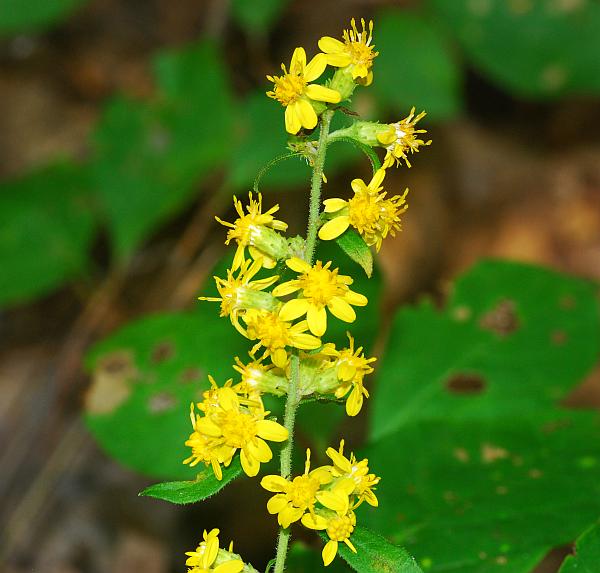 Solidago_buckleyi_plant.jpg