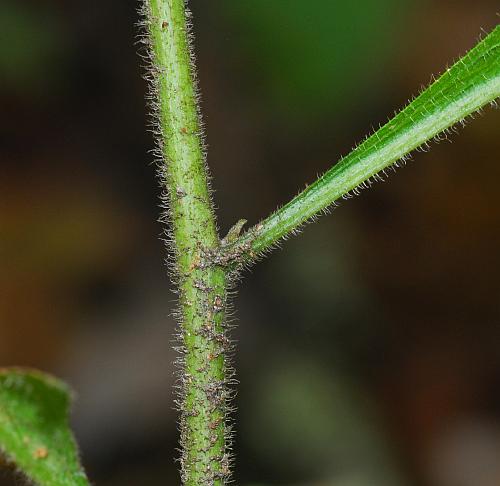 Solidago_buckleyi_stem.jpg