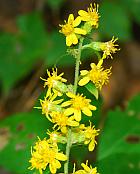 Solidago buckleyi thumbnail