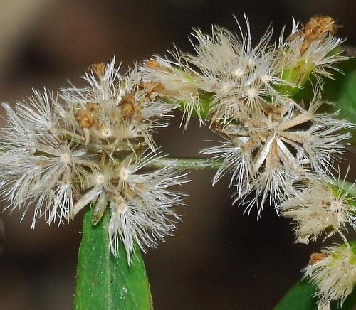 Solidago_caesia_fruits.jpg