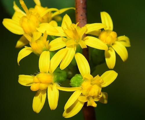 Solidago_caesia_heads.jpg