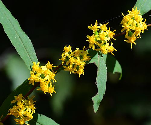 Solidago_caesia_inflorescences.jpg