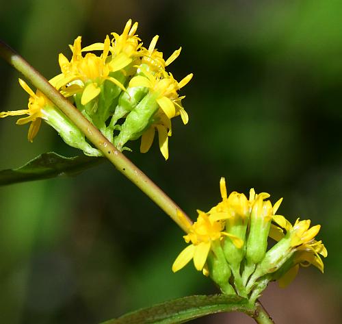 Solidago_caesia_inflorescences2.jpg