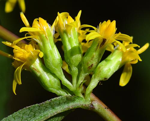 Solidago_caesia_involucres.jpg