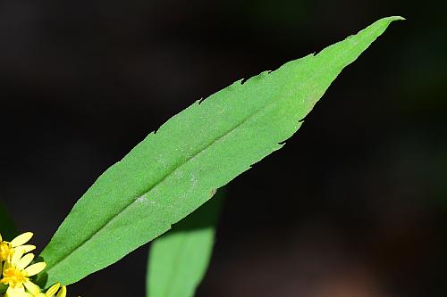 Solidago_caesia_leaf1.jpg