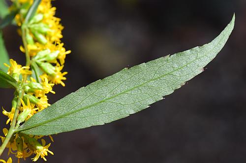 Solidago_caesia_leaf2.jpg