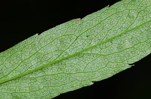 Solidago_caesia_leaf2a.jpg