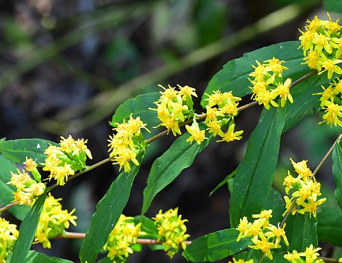 Solidago_caesia_leaves1.jpg