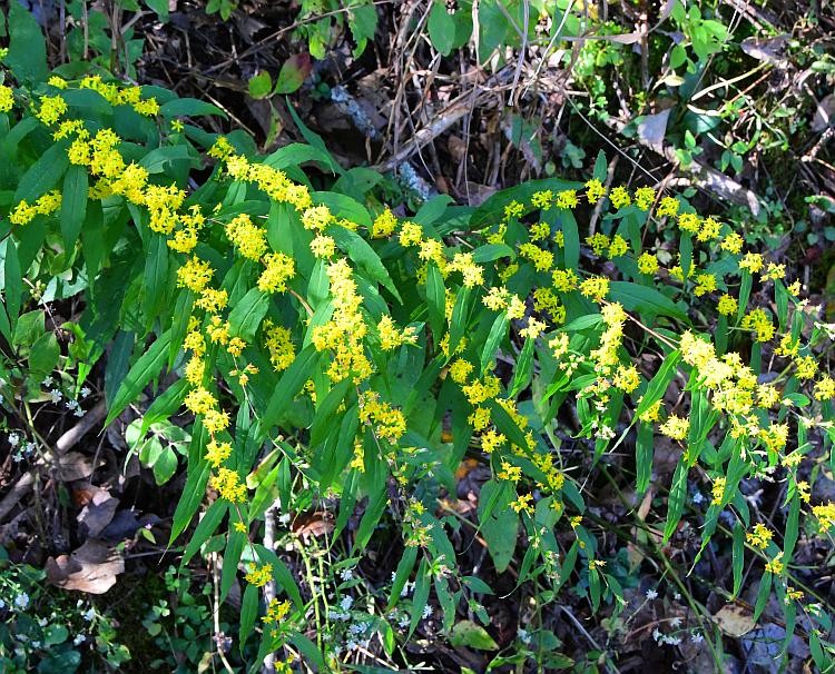 Solidago_caesia_plant.jpg