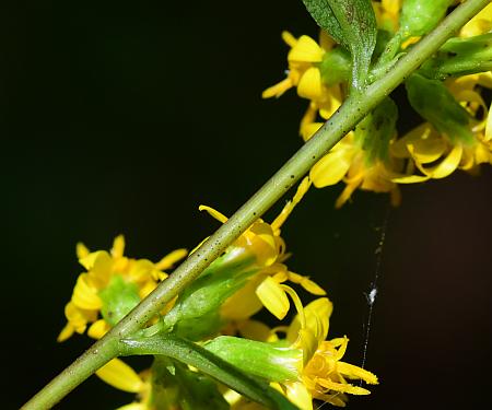 Solidago_caesia_stem.jpg