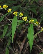 Solidago caesia thumbnail