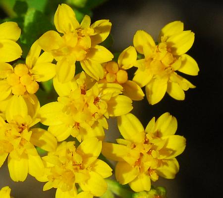 Solidago_drummondii_florets.jpg