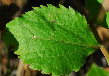 Solidago_drummondii_leaf1.jpg