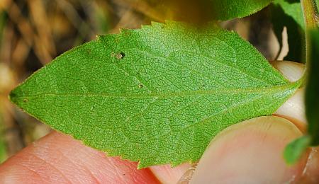 Solidago_drummondii_leaf2.jpg