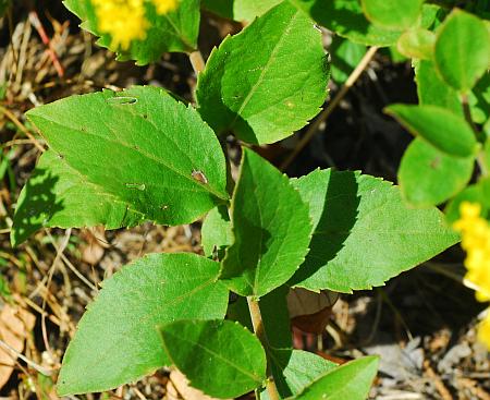 Solidago_drummondii_leaves.jpg