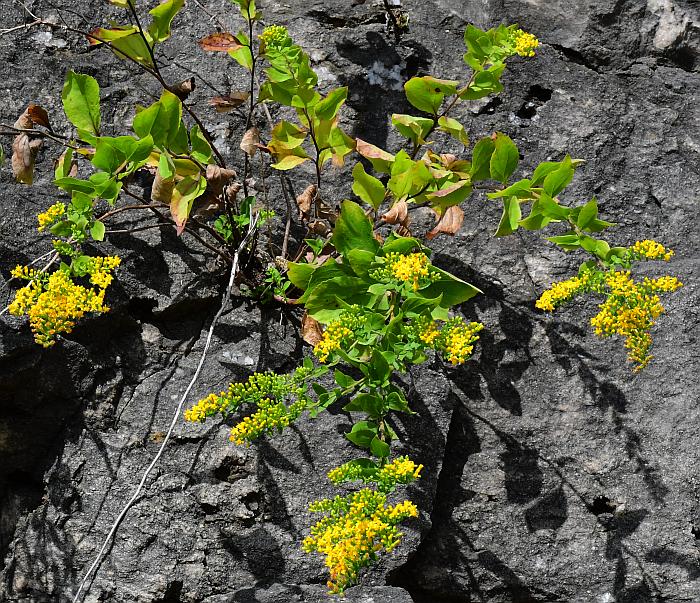 Solidago_drummondii_plant.jpg