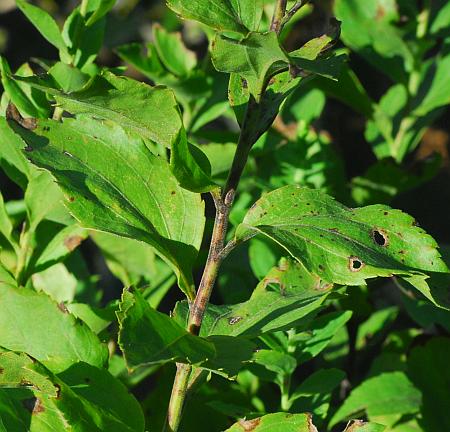 Solidago_drummondii_stem.jpg