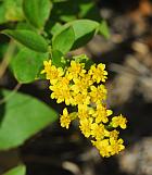 Solidago drummondii thumbnail