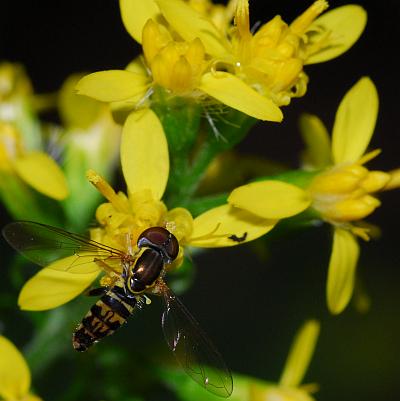 Solidago_flexicaulis_florets.jpg