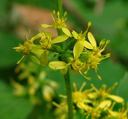 Solidago_flexicaulis_flowers.jpg