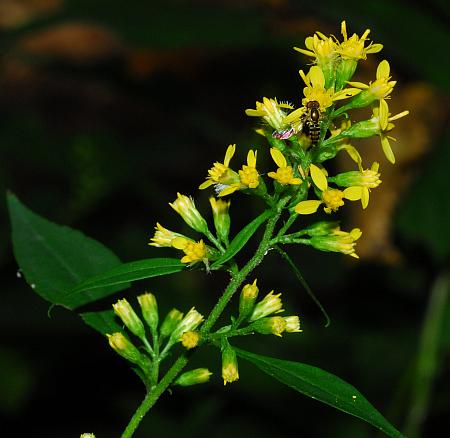 Solidago_flexicaulis_inflorescence.jpg