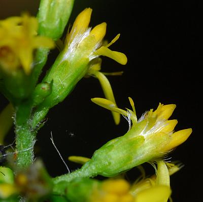 Solidago_flexicaulis_involucre.jpg