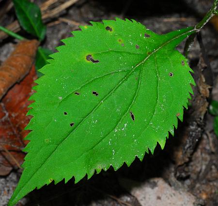 Solidago_flexicaulis_leaf1.jpg