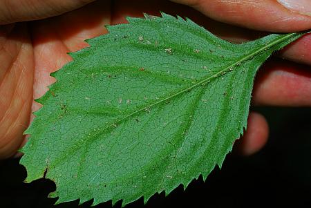 Solidago_flexicaulis_leaf2.jpg