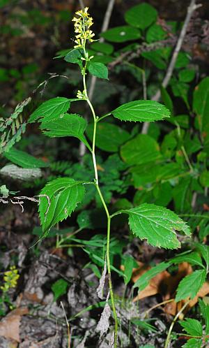 Solidago_flexicaulis_leaves2.jpg